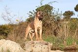 CANE CORSO 126